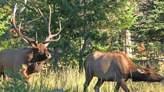 Magnificent New Elk Bull Boss