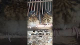 cara membedakan lolohan murai jantan dan betina umur 12 hari dari suara dan lekuk leher