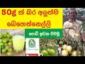 Gooseberry |  බෙහෙත්නෙල්ලි වවන රහස (50g Indian Beheth Nelli ) | Ceylon Agri | Episode 21