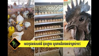 មេបាពូជមាន់សេម៉ានី ម៉ុងហ្គោល យូណាននឹងពងមាន់១គ្រាប់១០$