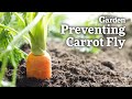 The BEST Ways to BEAT Carrot Fly