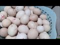 diy egg incubator for chicken eggs homemade cardboard box egg incubator best idea for hatching