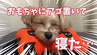 【癒し】おもちゃにアゴをのせたまま寝る犬が可愛すぎたから撮ってみた