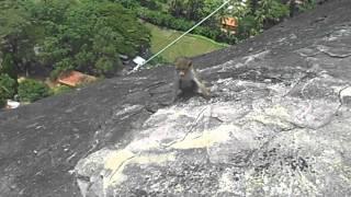 Mulkirigala Temple | Monkeys on the edge of the rock | Sri Lanka