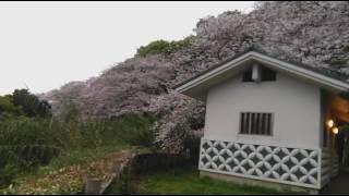 CHERRYBLOSSOM　和三郎いこいの広場より遠望・長崎県西彼杵郡長与町　20170407夕刻