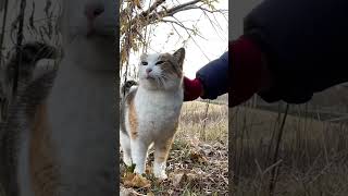 秋田犬長毛のカイお散歩コースに住む猫たち17