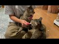 いざ！譲渡会に出場予定の多頭崩壊チーム③【rescued cats】