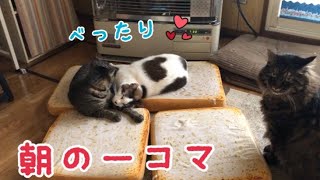 とある朝の一コマ☆