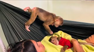 Baby monkey Miker and Lucky have fun together