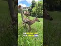 hatchlings fall to the ground when they hear the danger 🦌 wildanimals shortfeed