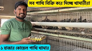 সব কোয়েল পাখি বিক্রির করে দিচ্ছে | কোয়েল পাখি পালন পদ্ধতি | koyel pakhi palan | Koel pakhi