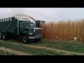 chopping miscanthus