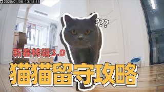 铲屎官离家出走，猫咪独自在家生活怎么办？最全攻略在此！