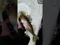 Monster walleye!