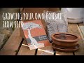 Acacia Bonsai Growing Kit