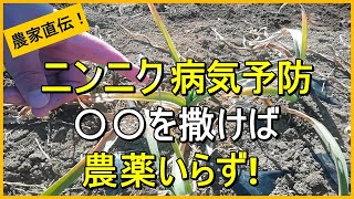 【にんにく栽培】効果抜群！今から始める病気予防【有機農家直伝！無農薬で育てる家庭菜園】 25/2/13