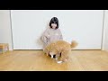 【犬用靴下？】履かせてみたらninaだけが楽しかった！【トイプードル】