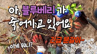 [블루베리]블루베리가 죽어가고 있어요ㅠㅠ 긴급 분갈이 처방!!~