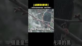 美國放生60只椋鳥，如今泛濫成災摧毀飛機，每年損失8億美元