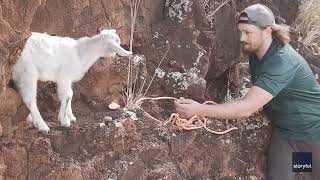 Good Samaritans Rescue Baby Goat Stranded for Days on Cliffside