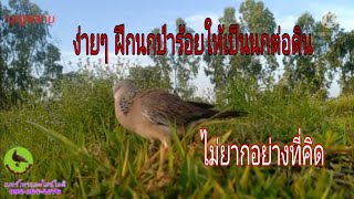 ฝึกนกป่าร้อยเป็นนกต่อดิน