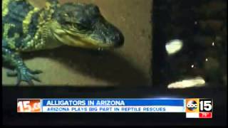 Alligators in Arizona?