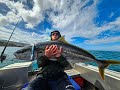 3 BIG KINGS ON TOPWATER IN ONE SESSION.      #topwater #newzealand #kingfish #fishing #bigfish