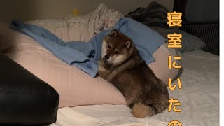 寝室で柴犬が暴れていた…。