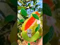 guava #yummy #satisfying #viral #youtubeshorts