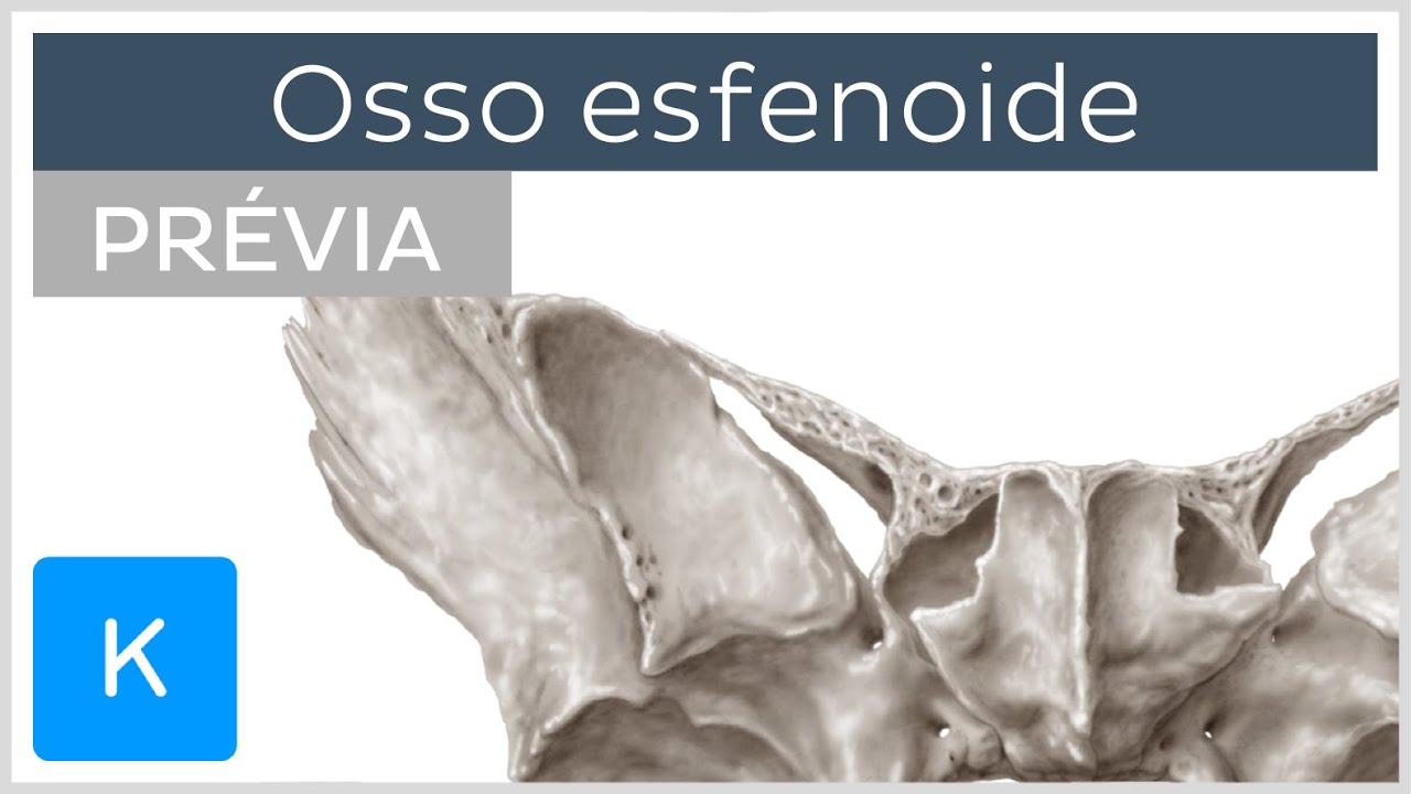 Osso Esfenoide (prévia) - Anatomia Humana | Kenhub - YouTube