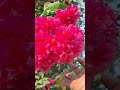 যদি পেতে চান প্রচুর বোগেনভেলিয়া কাগজ ফুল bougainvillea plant care shortvideo ytshorts shorts