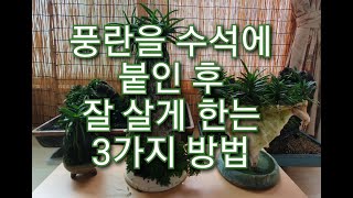 풍란석부작 잘 살게 만드는 3가지 방법