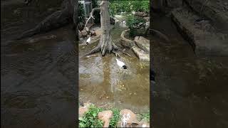 மும்பை பூங்கா நீர்ப்பறவை 🐦🦆 #mumbai #zoo #aqua #birds #tamil #shorts