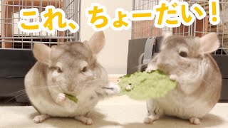 初めて食べたオヤツが美味しすぎて奪い合うチンチラ親子 Vlog おやつ チンチラ Chinchilla