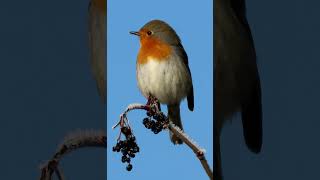 Červenka obecná,  European robin, Rotkehlchen, Roodborst, Rouge-gorge familier,Зарянка, Rudzik