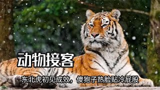 哈爾濱文旅約談動物接客，東北虎初見成效，傻狍子熱臉貼冷屁股