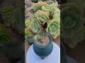 외목대로 키우는 둥근잎비취후리데 다육이 다육이키우기 succulents shorts