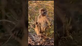 Baboon is very scared