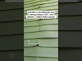 masonite siding is the worst homeinspection youtubeshorts shortsfeed