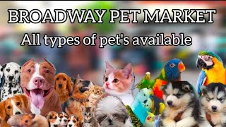 broadway pet Market sunday🥰 #exotic pets are 🐱🩷available #in chennai #video