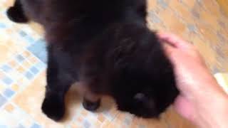 Stroking a cat