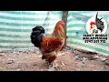 ബ്രമ്മ ഫാൻസി കോഴി മലപ്പുറം 9747591712 fancy chicken malappuram breed name bramma