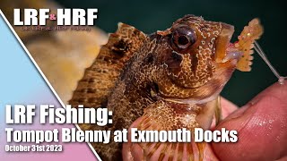 LRF Fishing: Tompot Blenny at Exmouth Docks