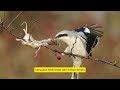 shrike burung jagal butcherbird mempunyai cara memeangsa yang ganas