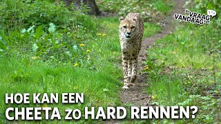 Hoe kan een cheeta zo snel rennen? 💨 | De Vraag Van Vandaag