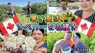 【国際結婚】暑いカナダの夏はベリー🫐を収穫！l 海外生活 l カナダ在住 l IKEA l ※2021年8月25日よりBC州はまた屋内施設でのマスク着用義務化が始まりました。