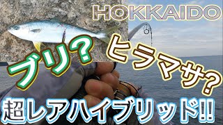 【ショア青物】 ブリ?!ヒラマサ?!超レアハイブリッド登場!!  ブリマサ降臨in北海道