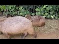 眠気覚ましにゴロンと転がるカピバラさん。capybara rolling sleeping 神戸どうぶつ王国