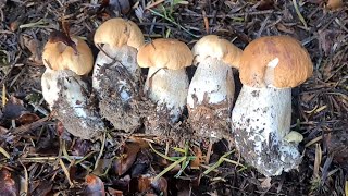 เก็บเห็ดต่างประเทศ - ยิ่งรีบยิ่งเจอ เห็ดผึ้งหวาน ขาอวบๆแน่นๆ | mushrooms huntin | Boletus edulis