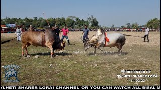 Sylheti Mostan 2 VS Uk King Bullfight Bangladesh Sylhet 2023